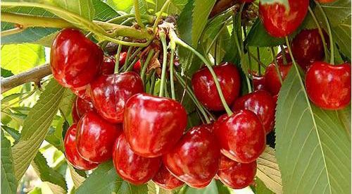 Tarım-Hayvancılık Araştırma Enstitüsü: Nisan ayı kiraz bakımı