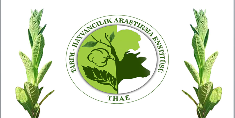 Nisan ayında Tütün bakımı nasıl olmalı?