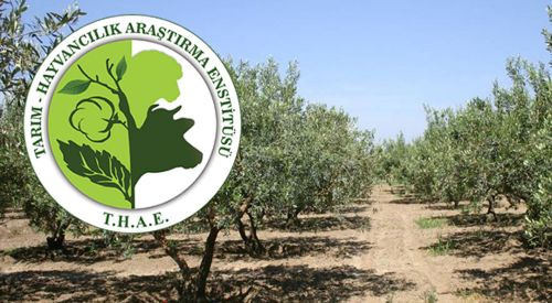 Tarım-Hayvancılık Araştırma Enstitüsü: Zeytinliklerde nisan ayı bakımı