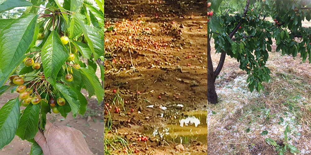 Dolu yakada kiraza büyük zarar verdi