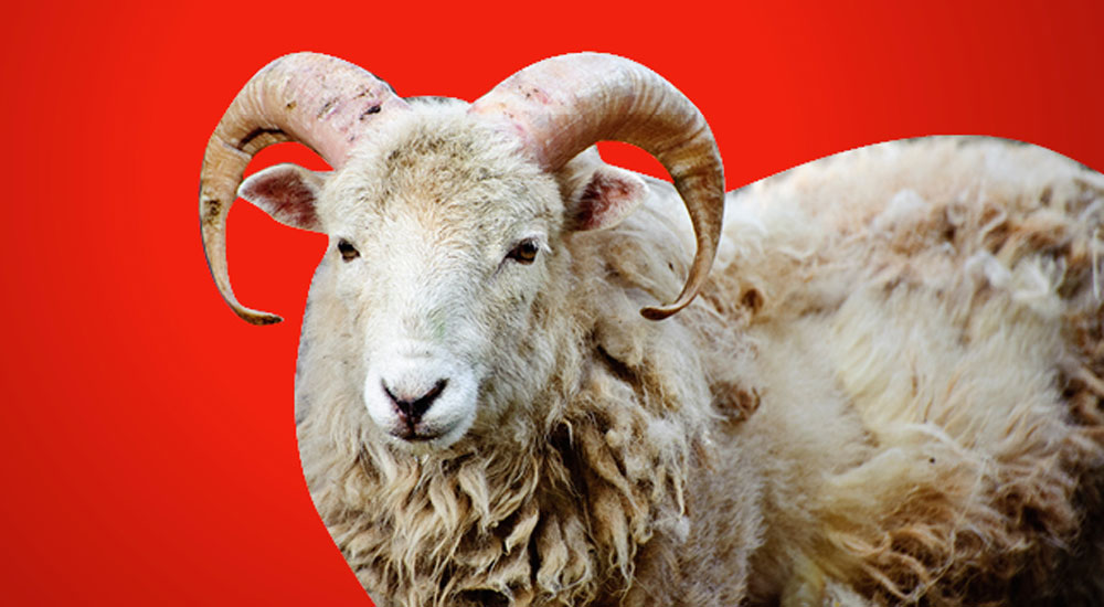 İskeçe Müftülüğü’nden Kurban Bağışı Kampanyası