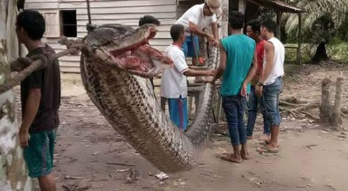 Tek başına 7 metrelik pitonu öldürdü!