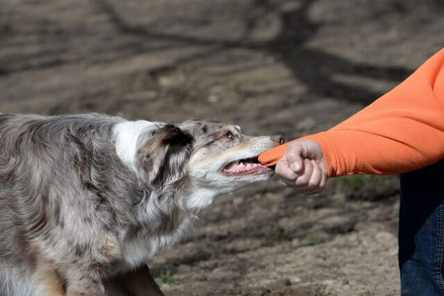 Köpeklerin saldırısına uğrayan kadın hayatını kaybetti
