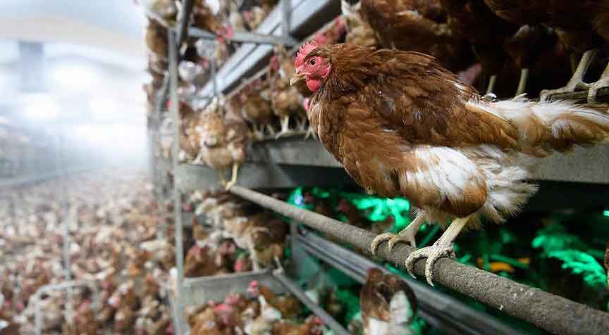 25 milyon kümes hayvanı itlaf edildi