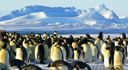 Antartika'da 1,5 milyonluk yeni penguen sürüsü keşfedildi