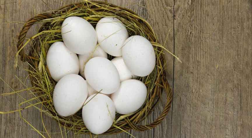 'Yumurta, anne sütünden sonra en önemli protein'